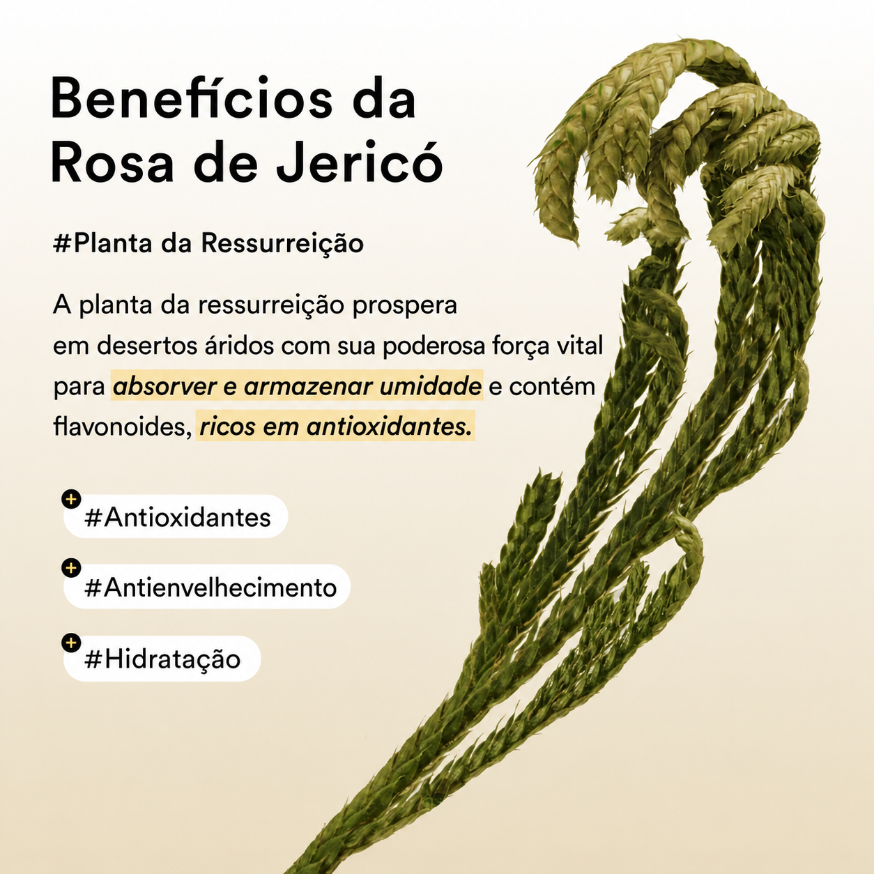 Máscara para os Olhos de Colágeno Vegano Abib | Antiolheiras